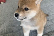 【画像】うちの柴犬の小さい頃がこちら…なんだか微笑んでますねwww