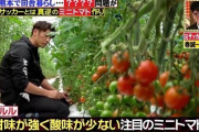 元日本代表FW巻誠一郎さん、トマト農家に転身