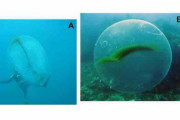 ノルウェーの海中に漂う直径1mほどの「謎の塊」、市民の力で正体が判明！