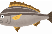 【画像】サビキ釣りしてきたんだがこの魚なにかわかる？
