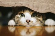 「猫好きは結婚に向いていない？」　猫を飼っている人は結婚しづらい、モテないというデータに衝撃