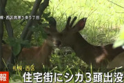 今度は札幌の住宅街にシカ3頭出没！クマといい全裸男といい札幌に何が起こってるんだ・・・