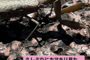 風の谷の牧野真莉愛｢足首チクチクするなーと思って、 手でぴっぴってして地面見たら、カマキリいた!!｣