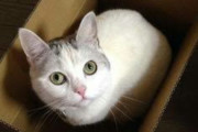 うちのねこは余計なものより段ボール箱が何よりのプレゼントみたいw【再】