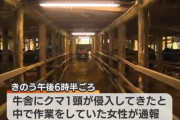 牛舎にやせたクマが侵入「牛のえさを牛と一緒に食べていた」牛20頭に被害無し　新潟・新発田市