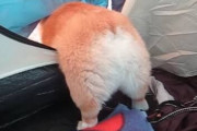 【画像】コーギーの尻のかわいさは異常www
