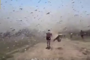 【動画閲覧注意】バッタ、ついに中国へ到来、６月までに５００倍に急増。四川・西涼ルートから大陸へ