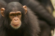 1分の我慢、人間はチンパンジーよりもできない