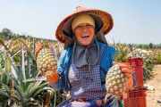 台湾パインの輸出量、1万5000トン達成！ 半分近くが日本向け　ネット「台湾フルーツを沢山日本に送ってほしい