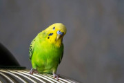 カーペットに草生える！インコがはからずも、家庭菜園をはじめちゃってた件