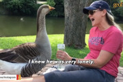 とある女性と運命的な出会いを果たした一羽のガチョウ。その後の人生が一変♪