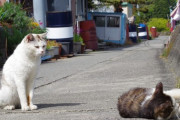 【ねこ画像】島のねこ、公園のねこ【再】