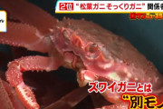 【朗報】偽物ズワイガニ、一匹150円とかいうバカみたいな値段で市場をぶっ壊すｗｗｗｗ