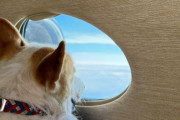 【朗報】飛行機ペット論争に新たな選択肢が！→「ペット同伴のご旅行に弊社プライベートジェットはいかがですか？片道110万円からです」