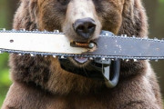 【恐怖】米国でチェーンソーくわえたクマが出現