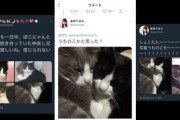 【炎上】中川翔子“他人の猫画像使用事件” 掘り返される…7年前に投稿炎上→削除