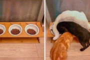 外国人「脳細胞が1つしかなさそうな猫の画像を見せていくｗｗｗｗ」
