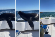 釣り帰りの船の上に突如出現したトド！厚かましすぎる行動に驚き