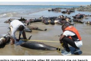 【ナミビア】イルカ86頭が打ち上げられ死んでいるのが見つかる…死因は調査中