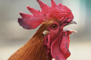【動画】ガキを蹴り飛ばしたニワトリさん、その場でチキンスープにされてしまう🐓💦