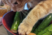 家のネッコ、きゅうりにビビらないんやが…