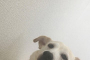 うちの犬が偉そう