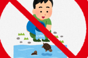 飼えなくなったミドリガメは責任持って自分でどうにかしろ　絶対に逃がすな