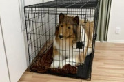 海外「200万円で犬になった日本人、自分用のケージまで購入してしまう…」