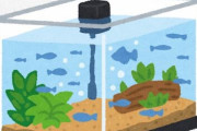 【画像】我が家の水槽の水草から気泡が出て綺麗と俺の中で話題に！！