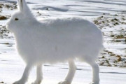 【画像】北極のウサギ、脚が長すぎるｗｗｗｗｗｗｗｗｗｗ