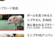 【朗報】「100日後に食われるブタ」、登録者3万人突破！ガチで1日1万人ペースで増えるｗｗｗｗ