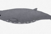 【生物】確認されたのは"世界でたった7頭"、幻の「ツチクジラ」史上初の解剖