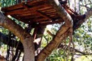 沖縄で「ツリーハウス」に注目集まる。森の中に住まいを持って自然と共存したい