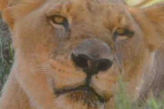 「トラ」につづき「ライオン」もコロナに感染＝スペインの動物園