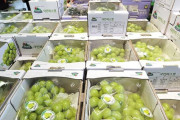 パクれども維持管理できない無能　～　【韓国】韓国で価格暴落したシャインマスカット、新品種・輸入品種が入り乱れる「ブドウ戦国時代」に突入