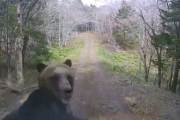 【怖すぎ】ヒグマが車に突進、激突する映像が撮影される…
