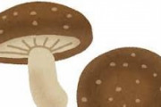 しいたけって生で食える？