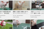 外国「100日後に食われる豚という日本の企画、本当に食われてて完結する」
