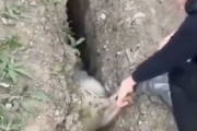 【悲報】身動きがとれない羊を助ける動画が「泣ける」と話題に・・・