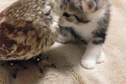 【ねこ画像】フクロウさんとぐっすり眠る子猫ちゃん…お互い大好きなのが伝わってきますねwww