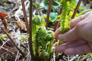 山菜採りってほぼほぼ違法らしい