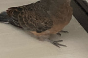 【悲報】家の中に鳩侵入するwwww