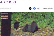 熊「あれ、人間って脅威じゃなくね？」威嚇にビビらなくなる個体が出始める