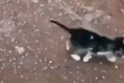 子猫たちがトコトコ歩いて行く。遠くに行っちゃダメよ → 犬のお母さんはこうします…