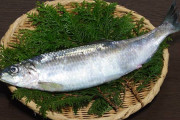 【鰊】ニシンとかいう歴史的に重要なのは分かるけどそんな美味くもない魚