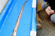 【福井・美浜町沖】リュウグウノツカイより希少な深海魚　「テングノタチ」捕獲