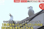 【鳥】「ウミネコ」都心で大繁殖　夜通し爆音…住民悲鳴！　対策とっても“いたちごっこ”