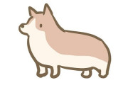 尻尾を切られていないコーギーの画像