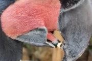 【動画】鳥さん、食へのこだわりが強すぎる