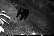 【悲報】熊さん🐻、梨を２トン食い荒らす